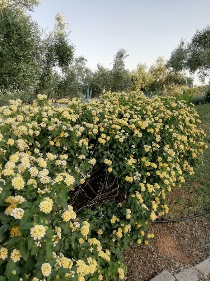 فندق Dimitra Rafína المظهر الخارجي الصورة